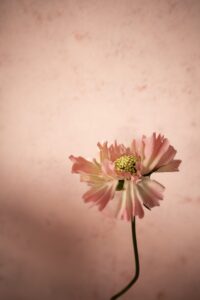 "Lief krachtig roze bloemetje" - Foto op Dibond - 20 x 30 cm - Mirjam Poldermans