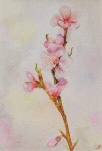 "Amandelbloesem"- Aquarel - 30x50 cm - Lydia de Rooij